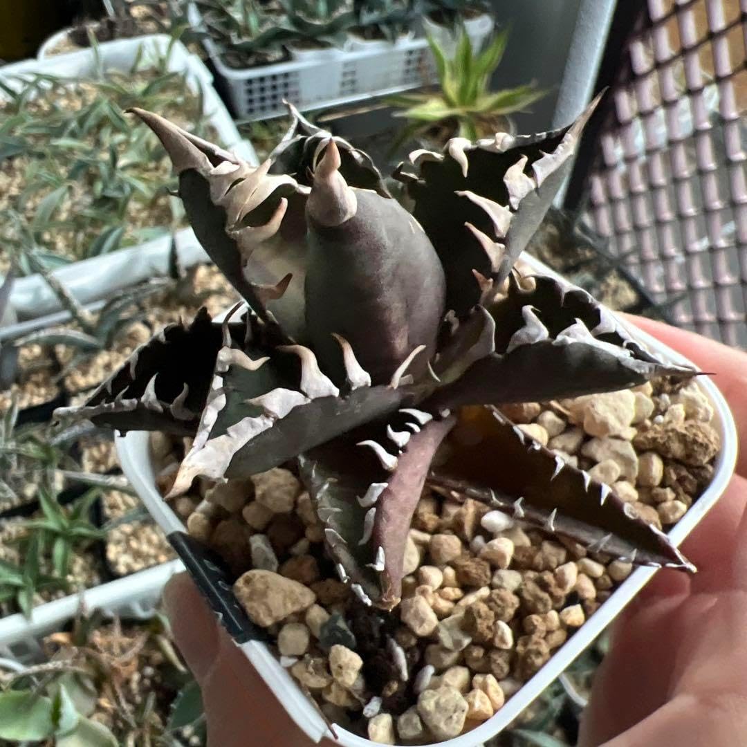 優良株 アガベ レッドキャットウィーズル ゴリ猫 413アガベ